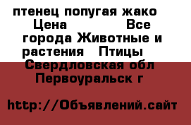 птенец попугая жако  › Цена ­ 60 000 - Все города Животные и растения » Птицы   . Свердловская обл.,Первоуральск г.